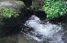 大人肌美容液アイムピンチ1000円お試しキャンペーン